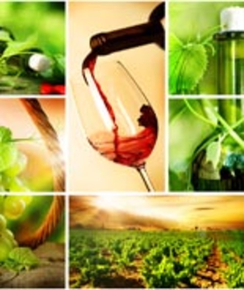 Product picture Guide making your own wine